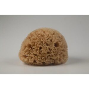 Kalyspongea Natural Honeycomb Sponge Natural Color