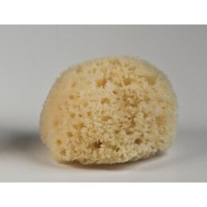 Kalyspongea Natural Honeycomb Sponge White Color